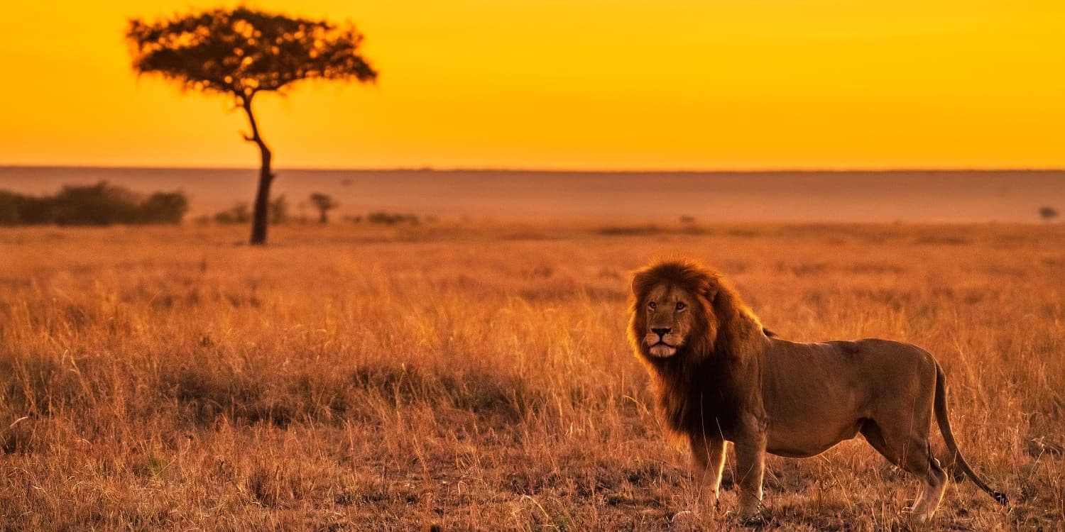 Maasai Mara